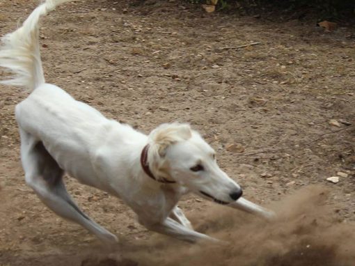 BLANCA