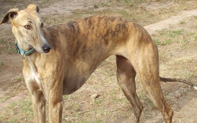 A little information on the Boerwindhond (Boer/Farm Greyhound)